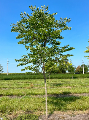 Kentucky Coffeetree Bare Root Native Tree For Sale