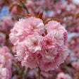Kwanzan Flowering Cherry Bare Root Tree or Shrub