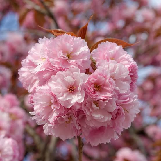 Kwanzan Flowering Cherry Bare Root Tree or Shrub