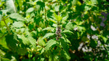 Leonurus cardiaca motherwort garden plants for sale