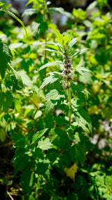 Leonurus cardiaca motherwort garden plants for sale