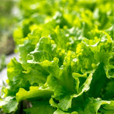 Lettuce, Anuenue