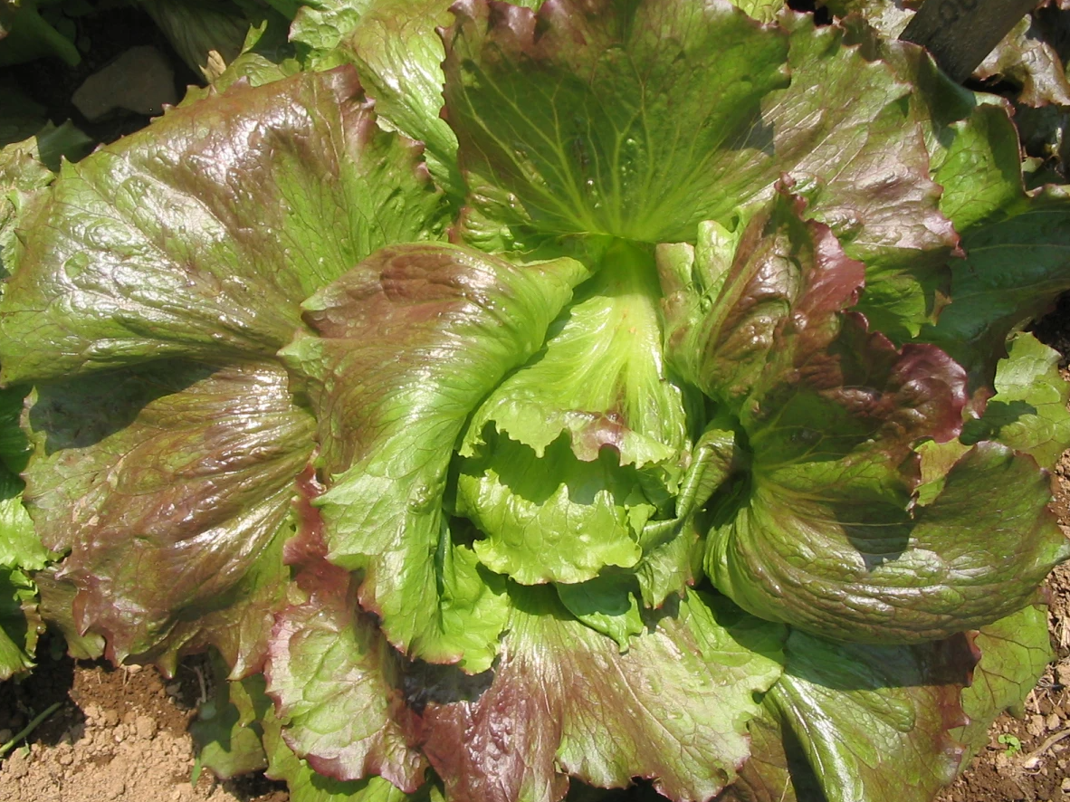 Lettuce, Red Iceberg