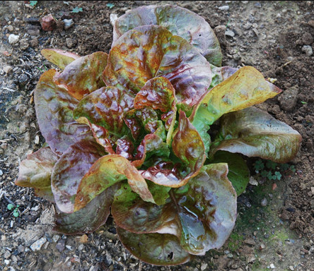 Lettuce, Yugoslavian Red Butterhead