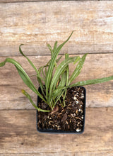 Liatris ligulistylis meadow blazing star potted plant for sale
