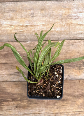 Liatris ligulistylis meadow blazing star potted plant for sale