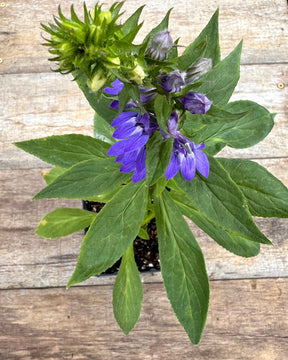 Lobelia siphilitica great blue lobelia potted plant for sale