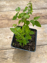 Mad-dog Skullcap Potted Plant For Sale