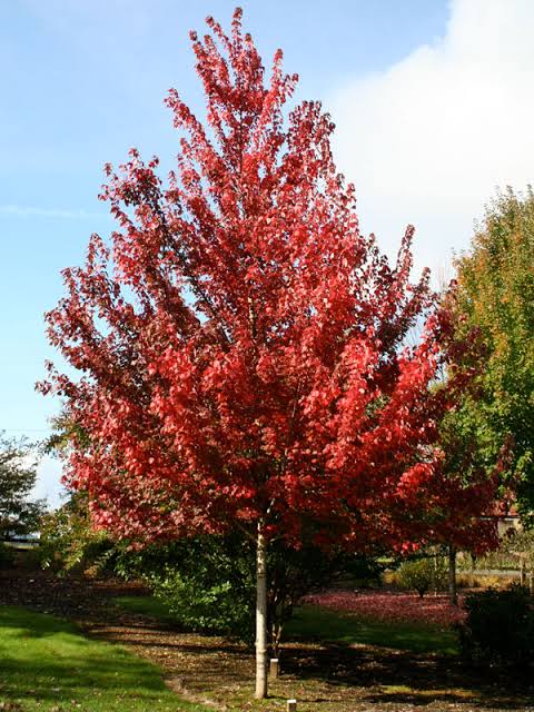 Brandywine Red Maple Bare Root Tree or Shrub for Sale
