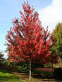 Brandywine Red Maple Bare Root Tree or Shrub for Sale