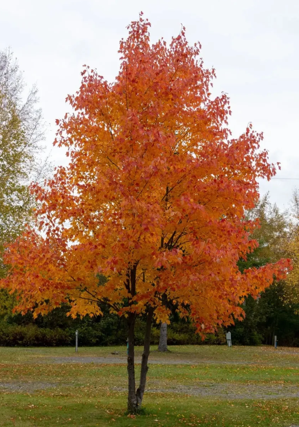 Silver Maple Bare Root Native Tree For Sale