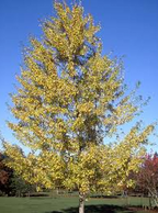 Maple Silver Native Tree For Sale