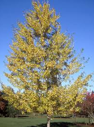 Maple Silver Native Tree For Sale