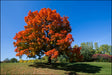Sugar Maple Native Tree For Sale