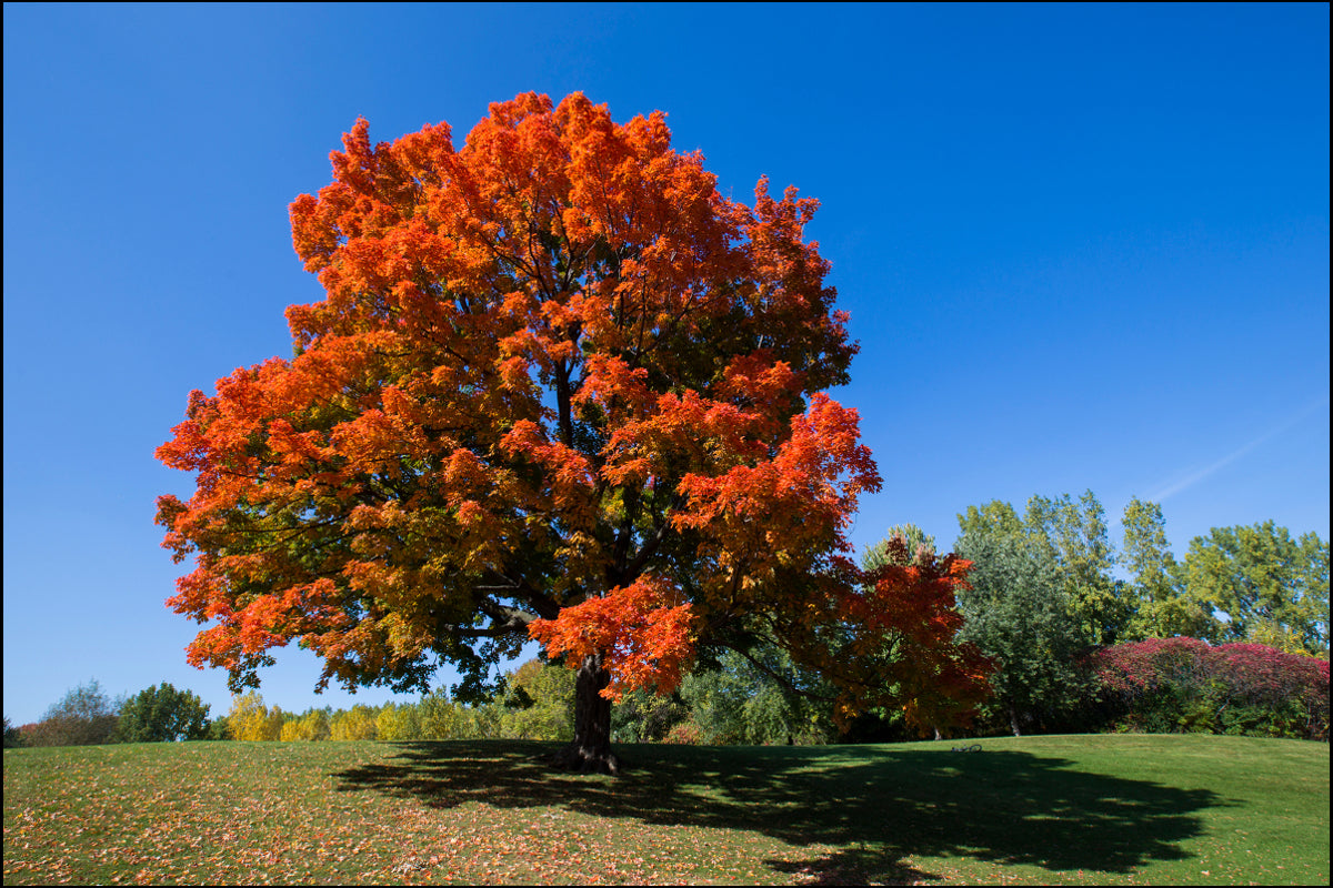 Sugar Maple Native Tree For Sale