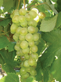 Marquis Seedless Grape Tree For Sale