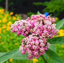 Milkweed, Rose/Swamp