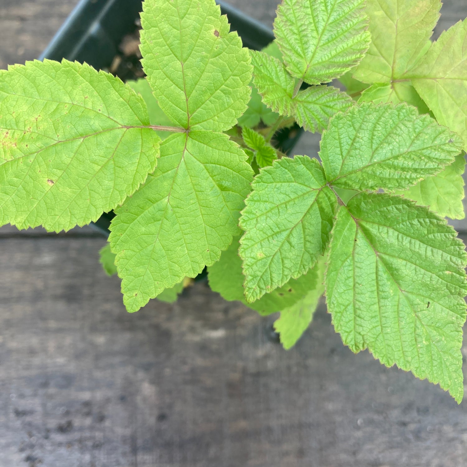 Nantahala Red Raspberry Potted Plant For Sale
