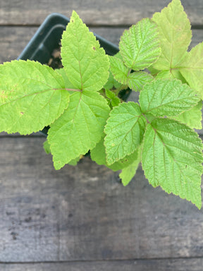 Nantahala Red Raspberry Potted Plant For Sale