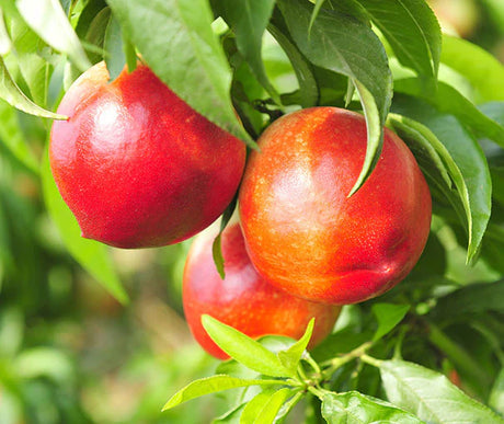 Red Gold Bare Root Nectarine Tree For Sale