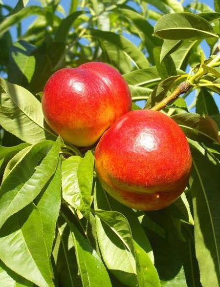 Sunglo Nectarine Bare Root Tree for Sale