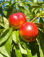 Sunglo Nectarine Bare Root Tree for Sale