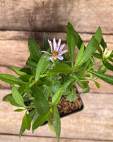 New York Aster Potted Plant For Sale