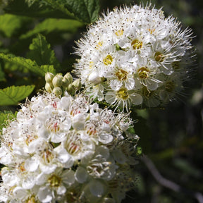 Ninebark Bare Root Native Shrub For Sale