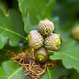 Overcup Oak | Bare Root Native Tree For Sale