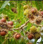 Oak Sawtooth Native Tree For Sale