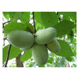 Pawpaw Native Fruit Tree For Sale