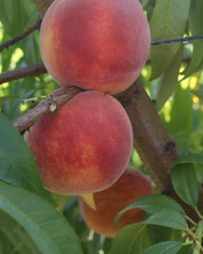 Crest Haven Bare Root Peach For Sale
