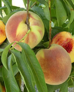 Elberta Bare Root Peach Tree For Sale