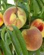 Elberta Bare Root Peach Tree For Sale
