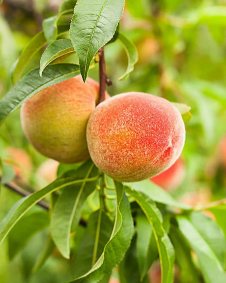 Florida King Bare Root Peach For Sale