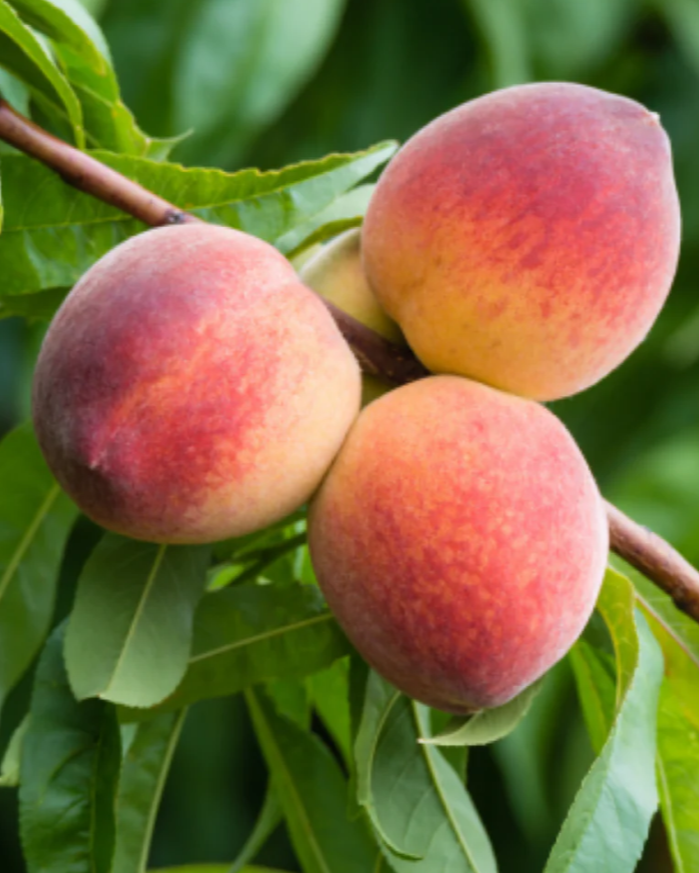 Gulfking Bare Root Peach For Sale