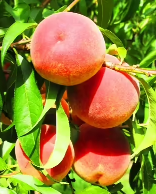 July Prince Bare Root Peach For Sale