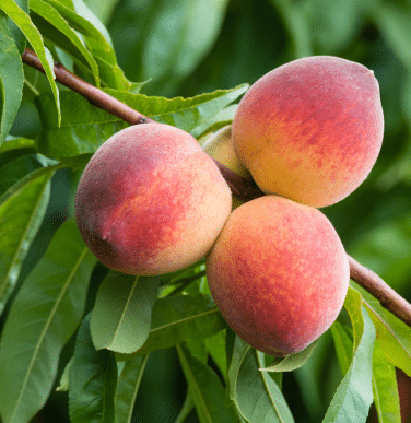 Ranger Bare Root Peach Tree For Sale