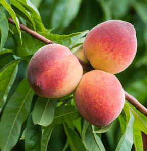 Ranger Bare Root Peach Tree For Sale