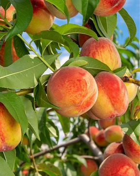 Reliance Bare Root Peach Tree For Sale