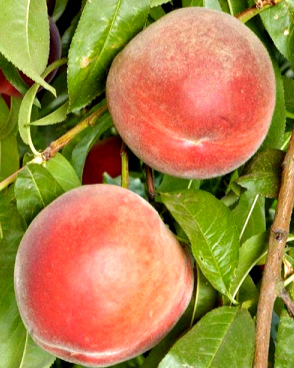 Peach Sugar Giant Tree for Sale