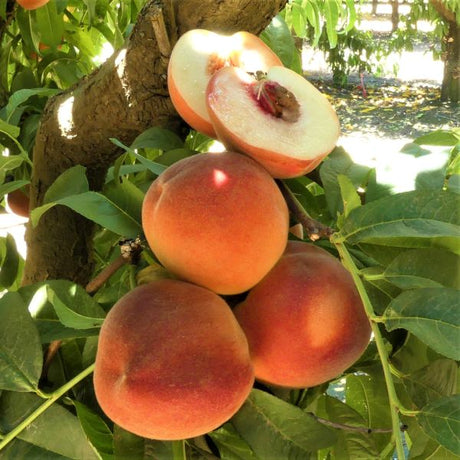 White Lady Bare Root Peach Tree For Sale