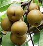 Shinko Pear Bare Root Tree for Sale