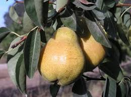 Bosc Bare Root Pear Tree For Sale