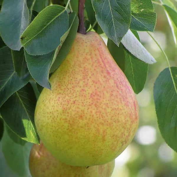 Ayers Pear Tree For Sale