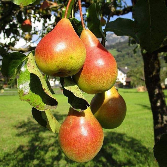 Moonglow Pear Tree For Sale