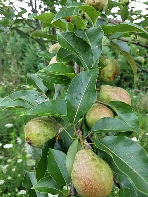 Kieffer Pear Tree For Sale
