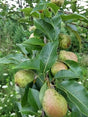 Kieffer Pear Tree For Sale