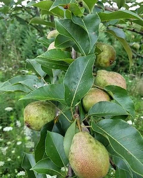 Kieffer Bare Root Pear Tree For Sale