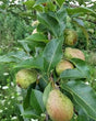 Kieffer Bare Root Pear Tree For Sale
